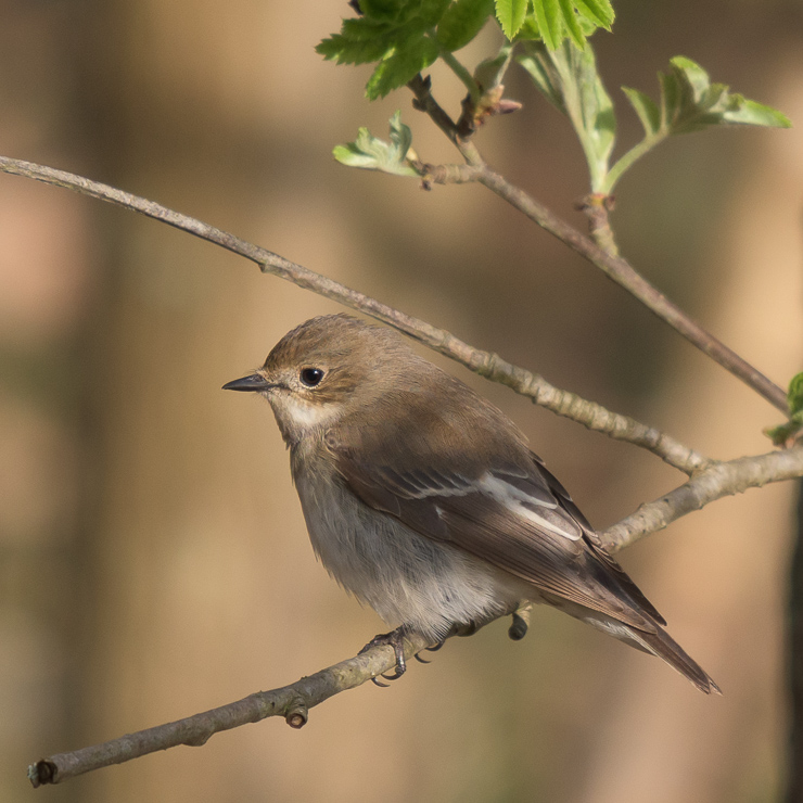 European pied flycatcher - female